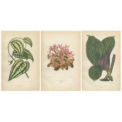 Splendor verdant : Illustrations botaniques de feuillage de 1880