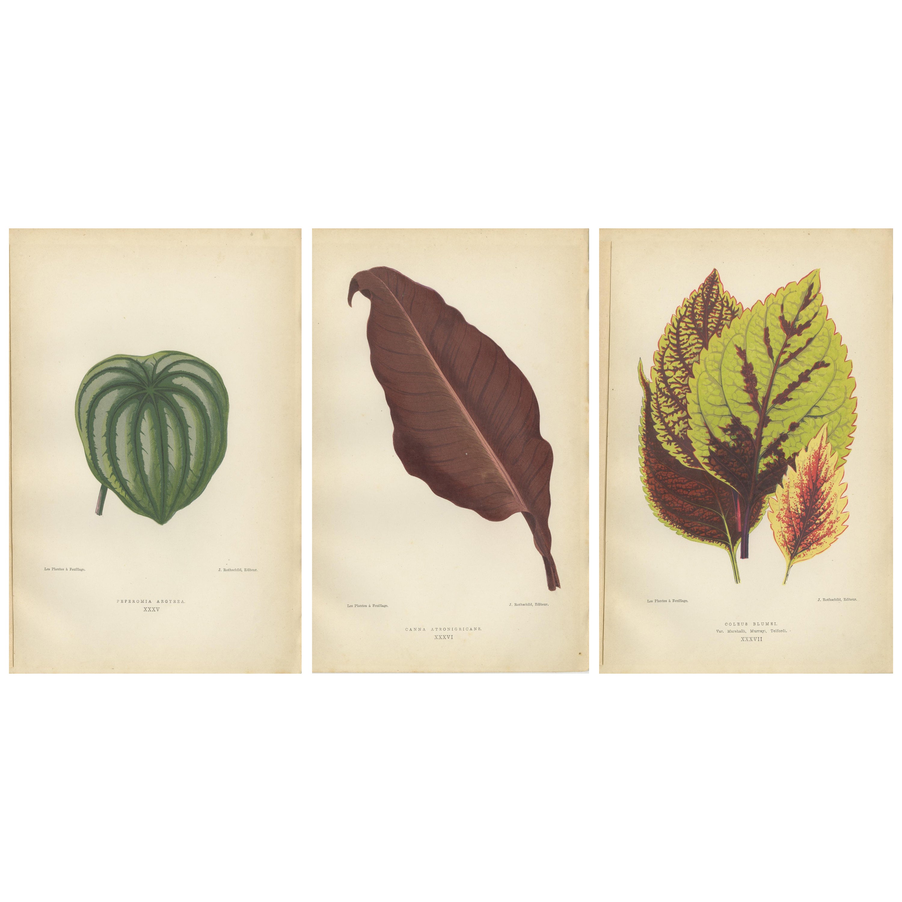 Heritage Botanicals: A Triptych of 1880 Parisian Flora For Sale