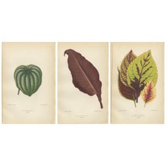Antique Heritage Botanicals: A Triptych of 1880 Parisian Flora