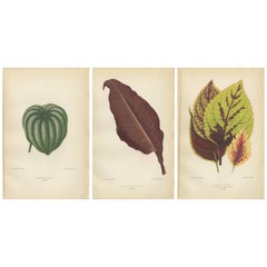 Patrimonio Botánico: Un tríptico de la flora parisina de 1880
