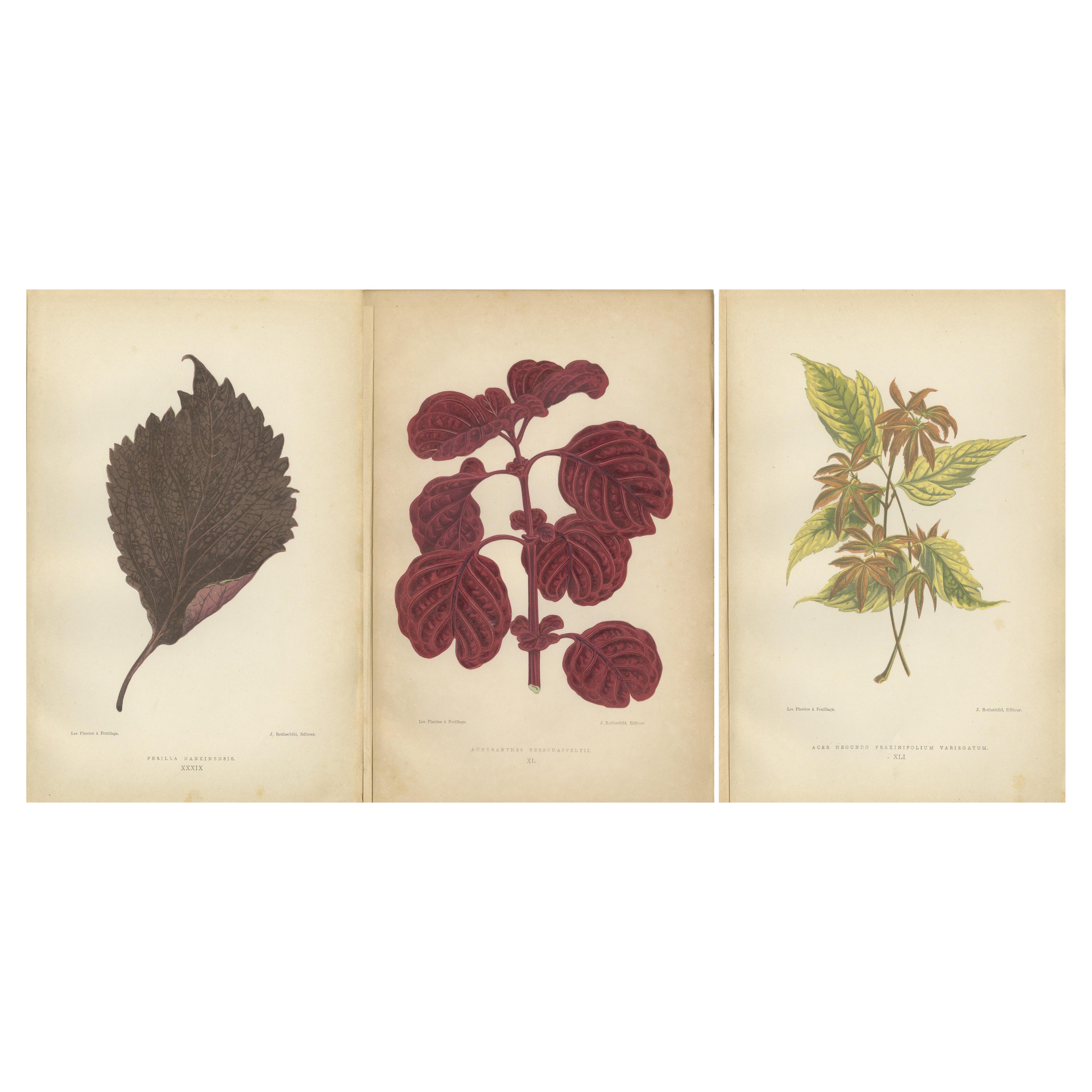 L'art de la botanique : feuilles colorées de 1880 Paris en vente