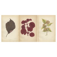 Antique The Art of Botany: Colored Leaves from 1880 Paris