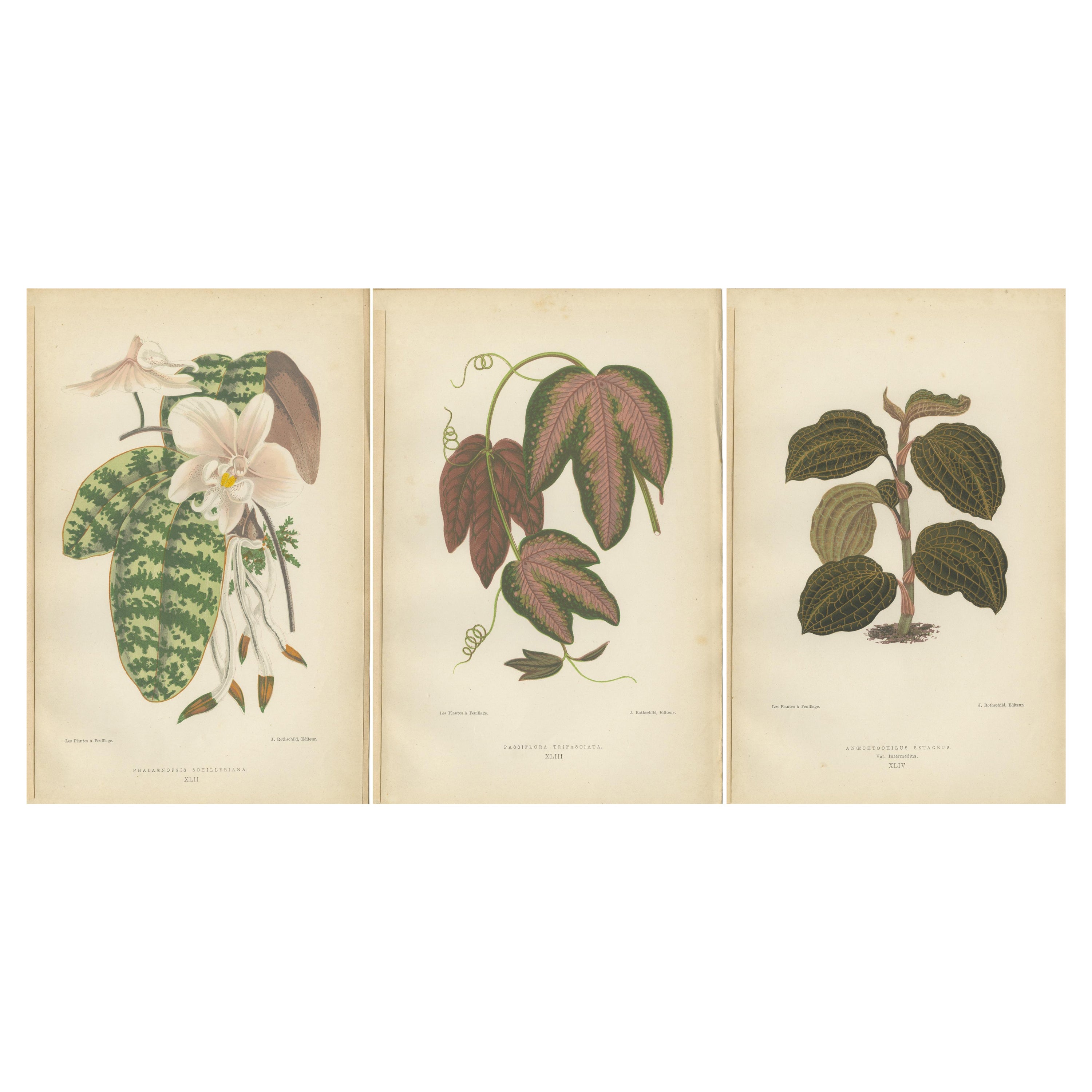Verdant Varieties: Eine botanische Vintage-Kollektion von 1880