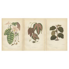 Verdant Varieties: A Antique Botanical Collection from 1880