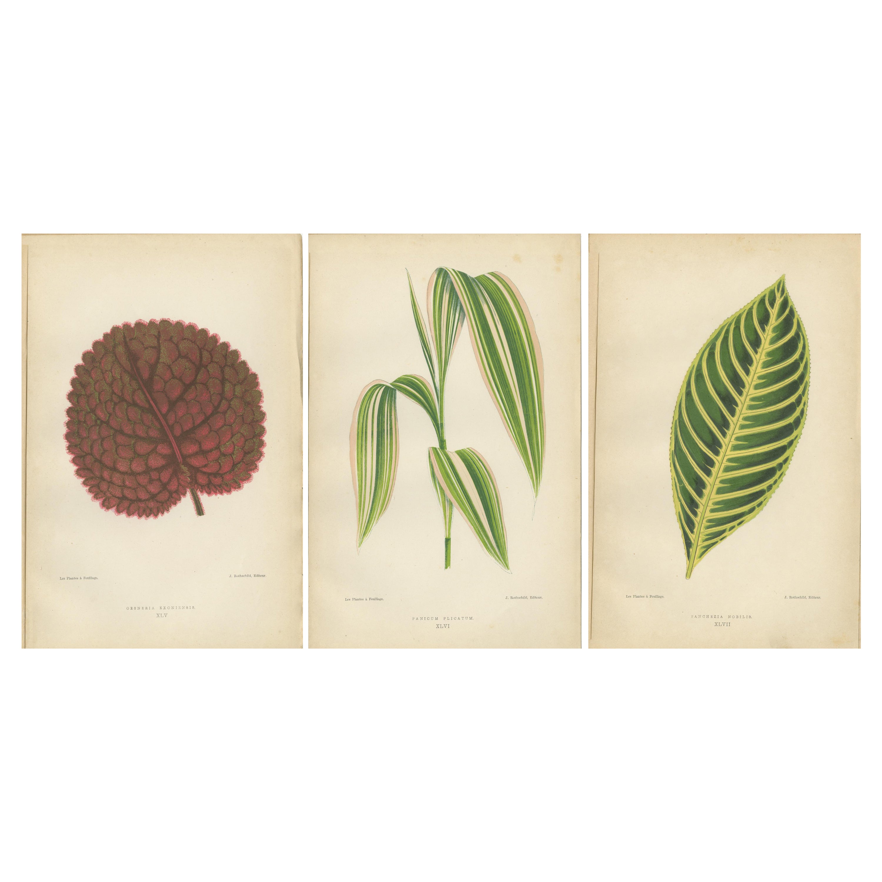 Verdant Elegance: Botanical Artistry from 1880 Paris For Sale