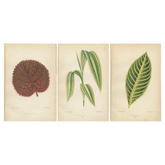 Antique Verdant Elegance: Botanical Artistry from 1880 Paris