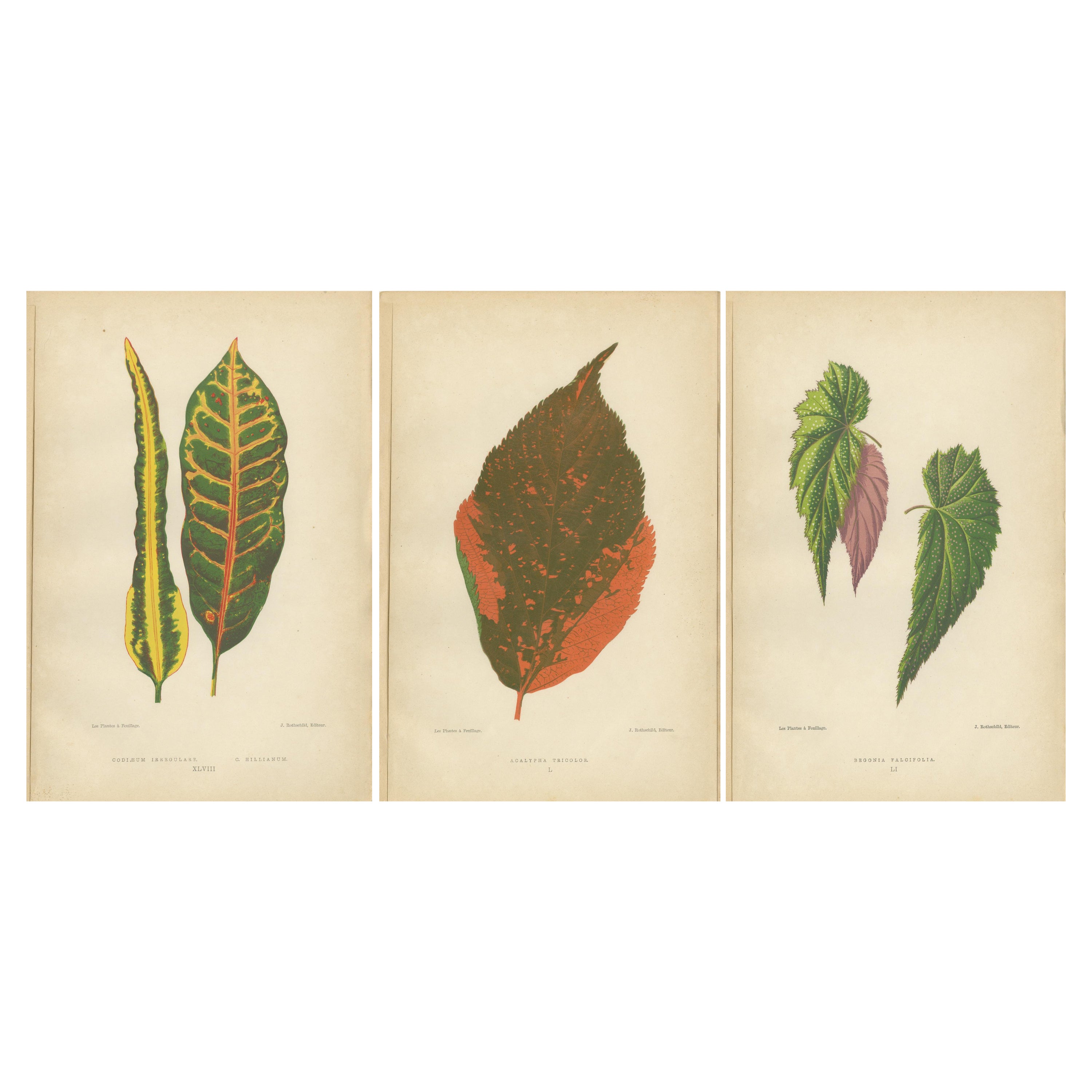 Botanical Elegance: A Trio of Antique Foliar Portraits, Published in 1880