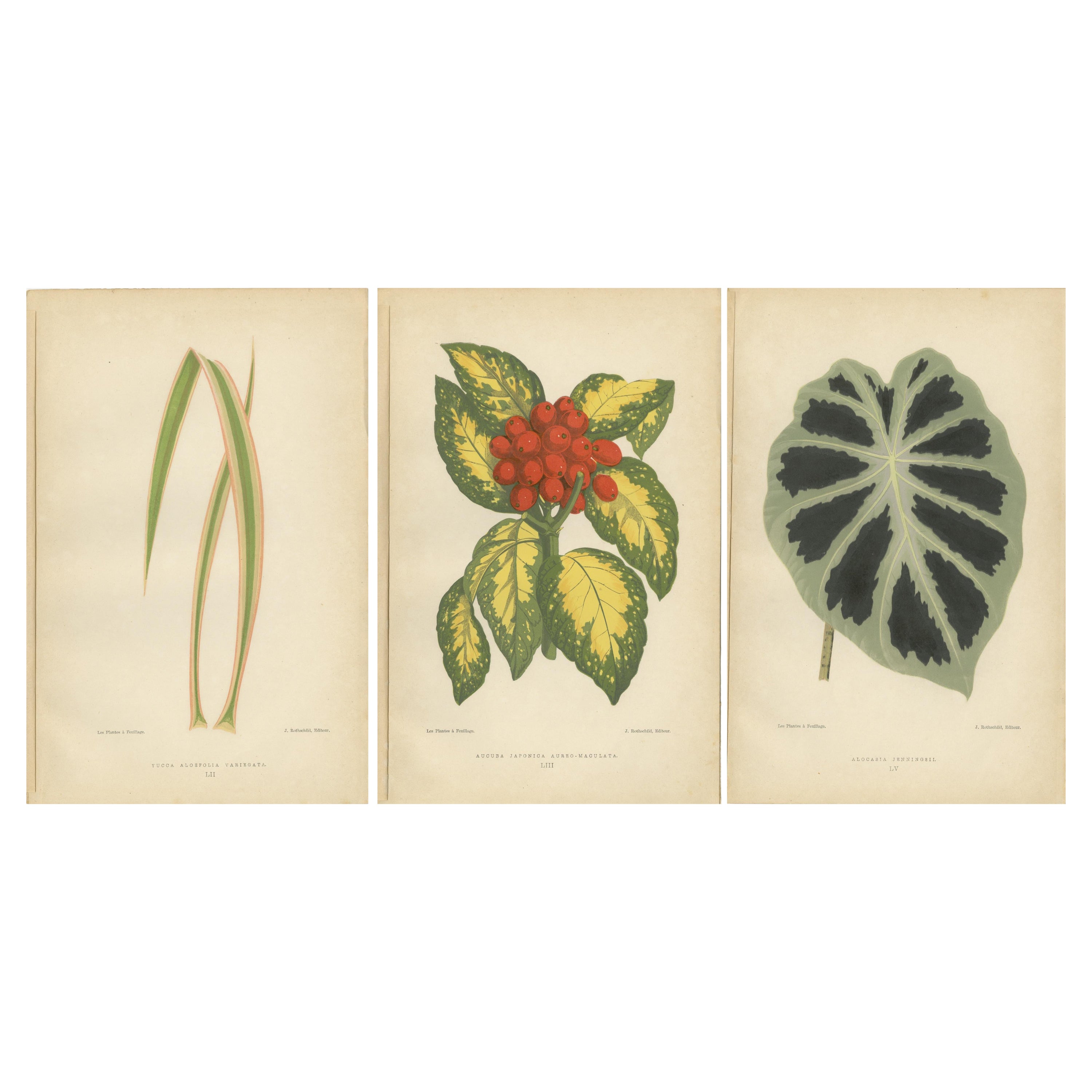 Variegated Elegance: A Study of Patterned Botanicals, Published in 1880 For Sale