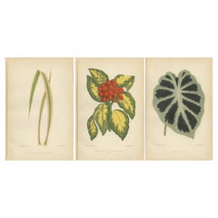 Variegated Elegance: A Study of Patterned Botanicals, Published in 1880