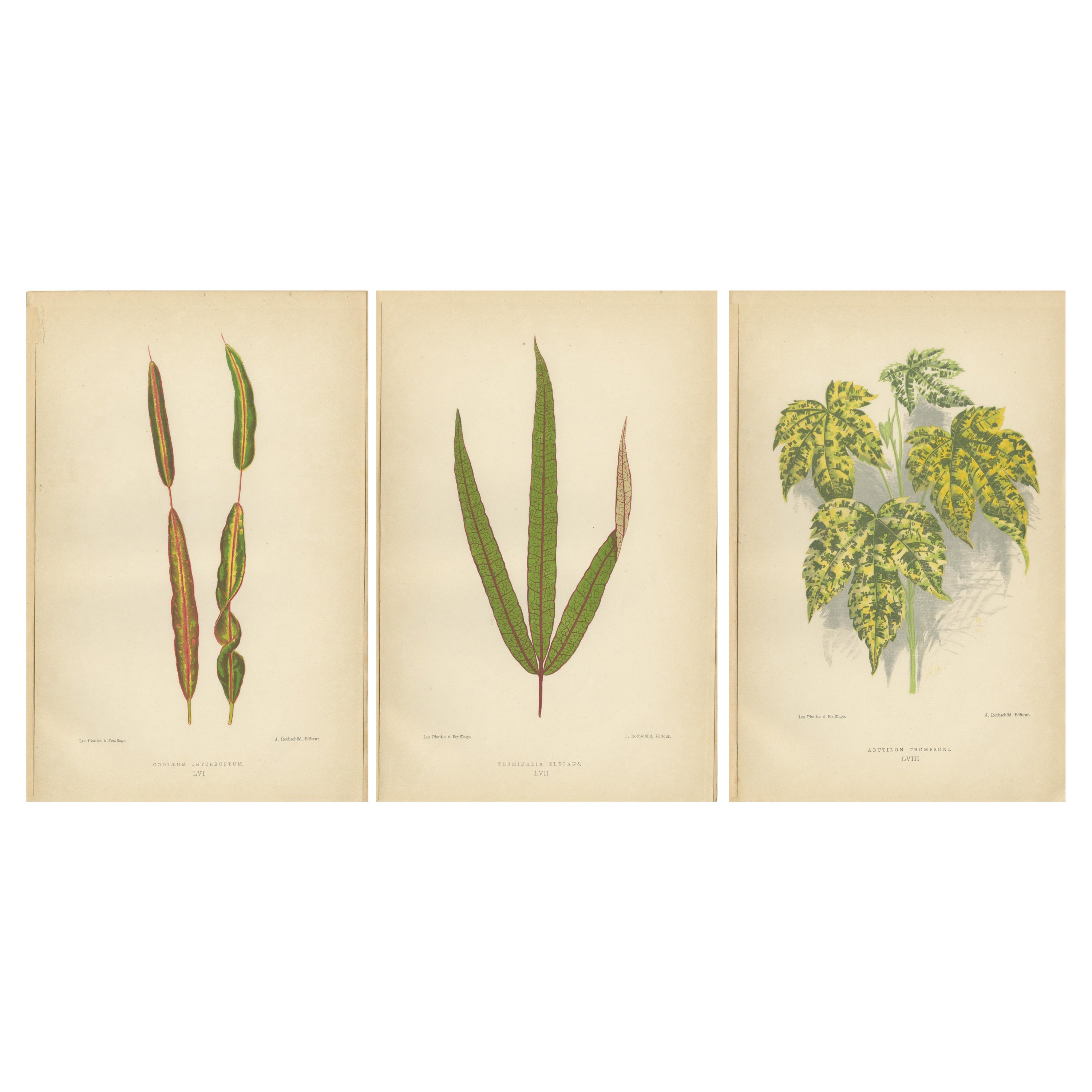 Elegance botanique : Un triptyque d'illustrations de plantes anciennes, 1880