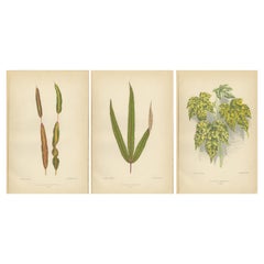 Botanical Elegance: Ein Triptychon mit Vintage-Pflanzgefäßillustrationen, 1880