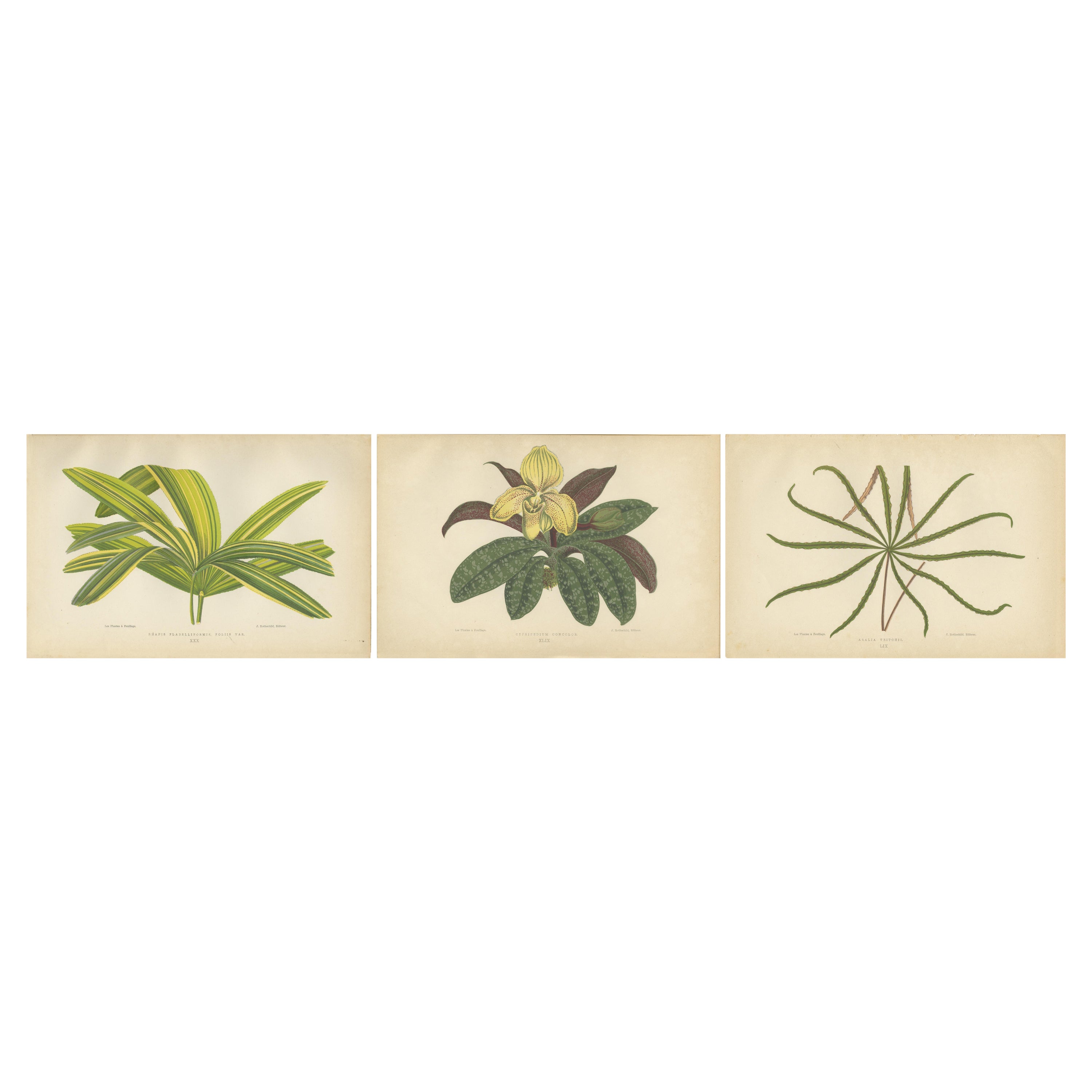 Trio of Elegance: Vintage Botanical Prints, herausgegeben im Jahr 1880