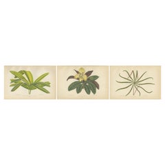 Trio of Elegance: Antique Botanical Prints, Published in 1880