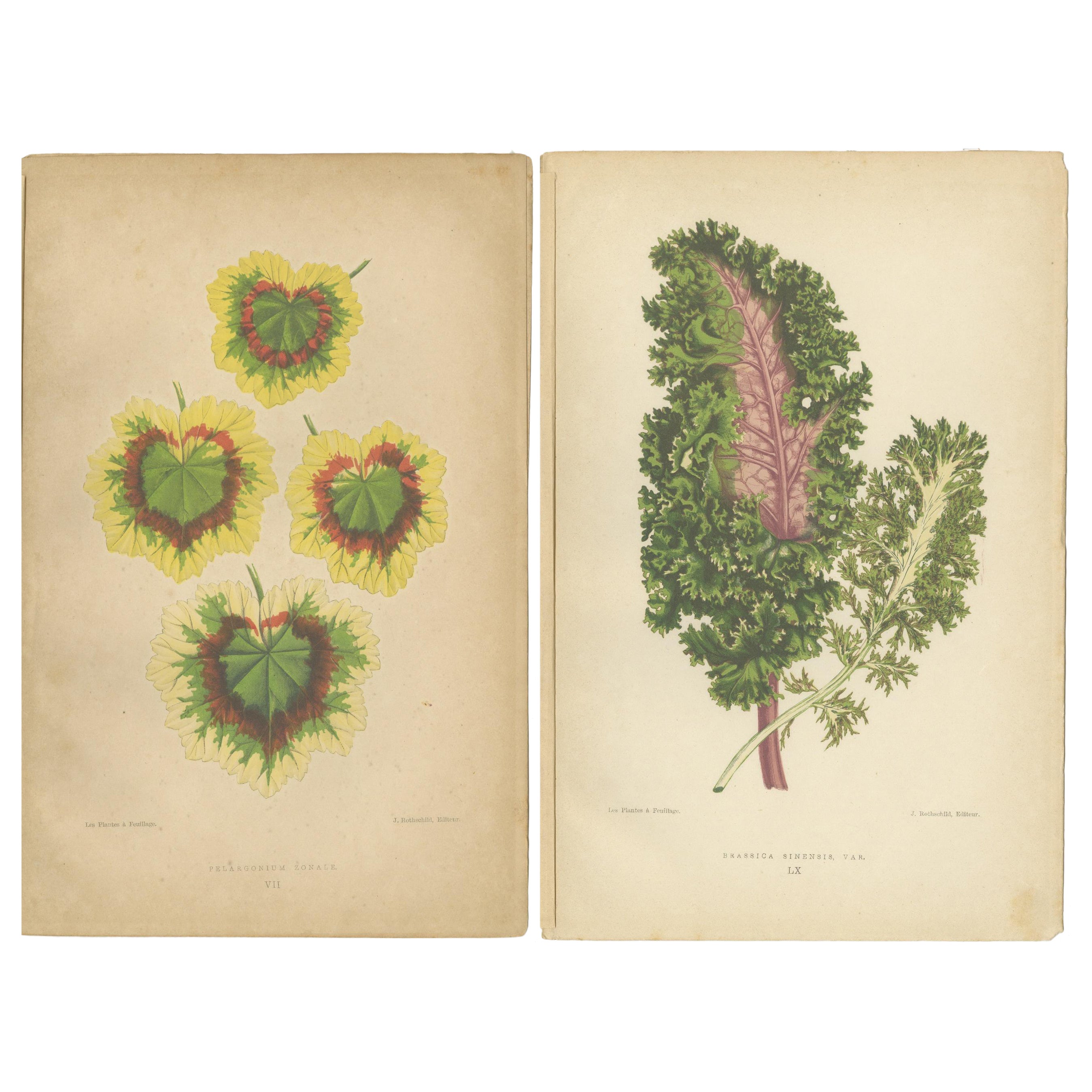 Contrastes dans la Nature : Pelargonium et Brassica - Art botanique de 1880 en vente