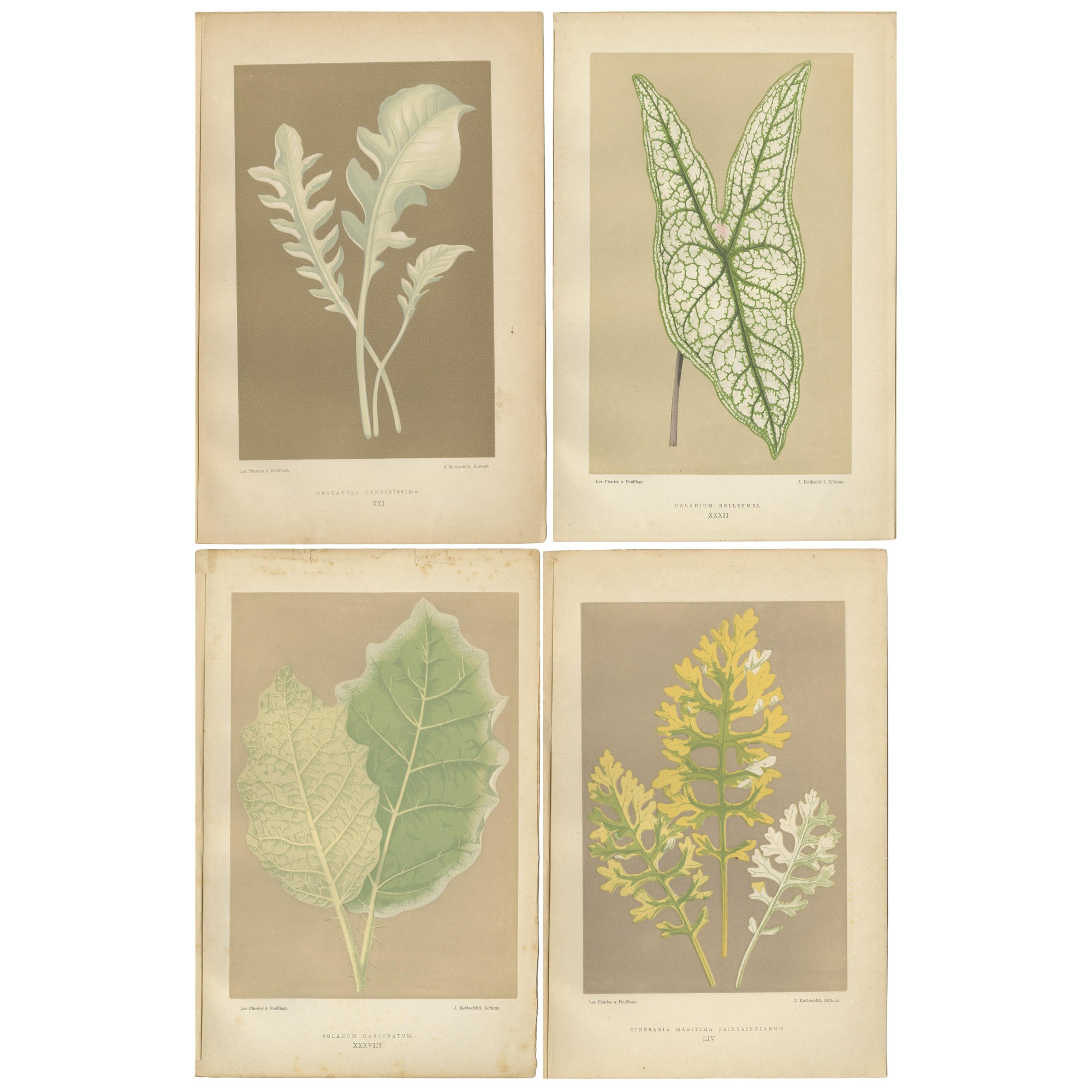 Vintage Botanical Elegance: A Study of Leaves and Patterns, Published in 1880 For Sale
