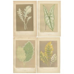 Antique Botanical Elegance: A Study of Leaves and Patterns, Published in 1880