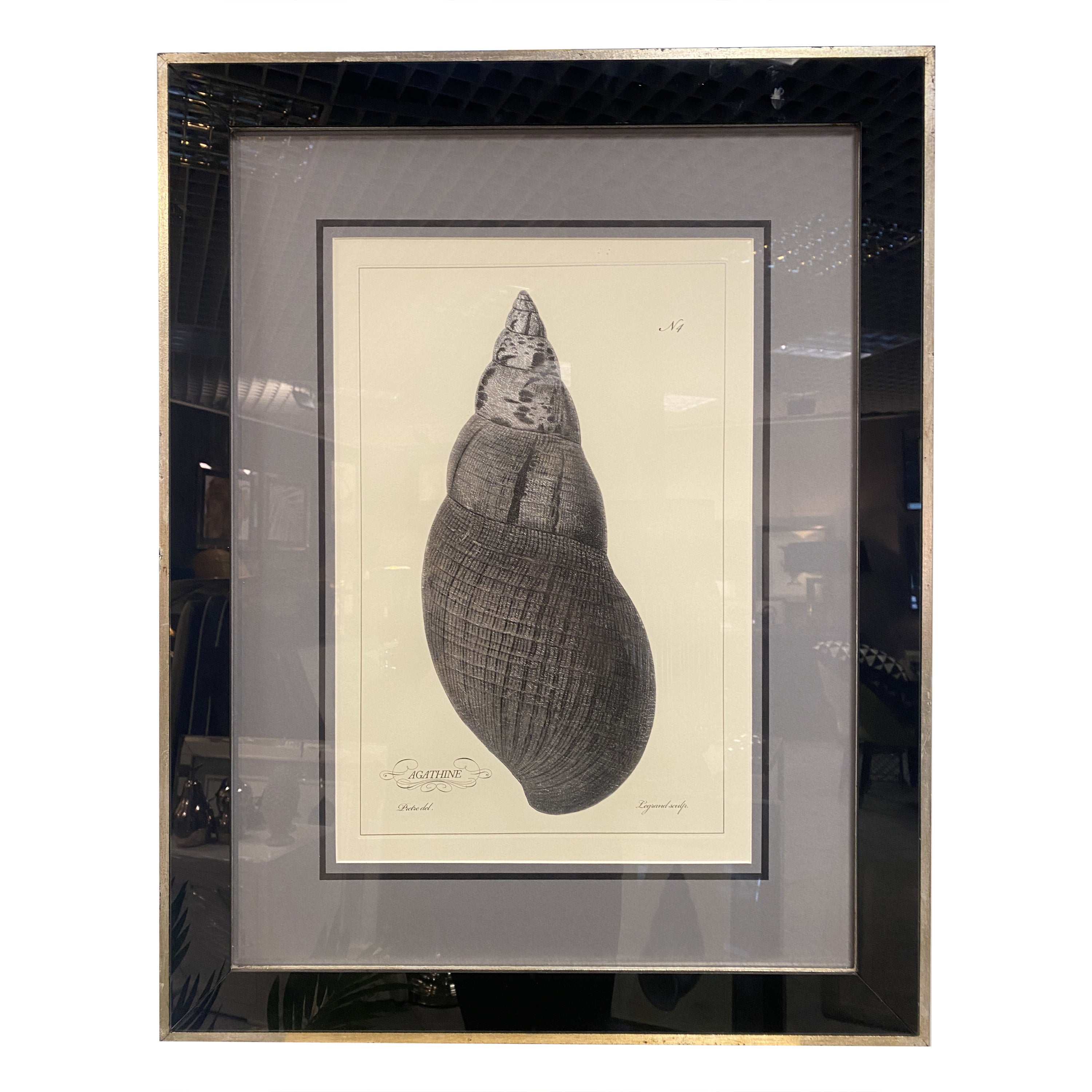 Impression botanique contemporaine italienne noire "Shell n.4" Cadre en bois avec miroir noir en vente