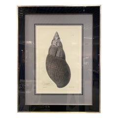 Impression botanique contemporaine italienne noire "Shell n.4" Cadre en bois avec miroir noir