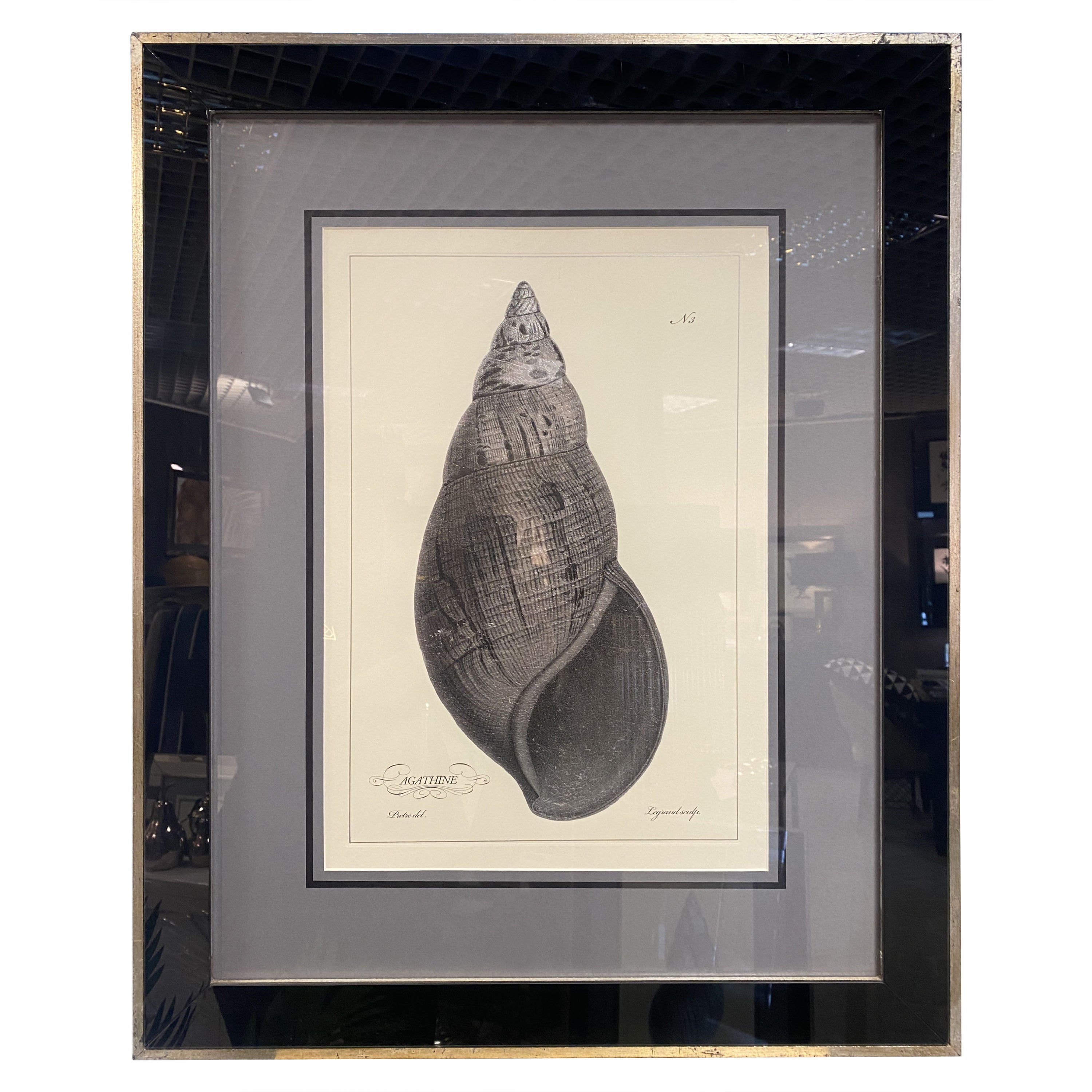 Impression botanique contemporaine italienne noire "Shell n.3" Cadre en bois avec miroir noir en vente