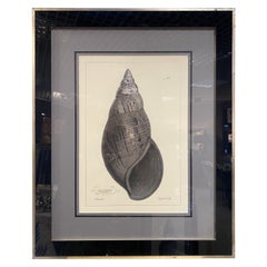 Vintage Italian Contemporary Botanical Black Print "Shell n.3" Black Mirror Wood Frame