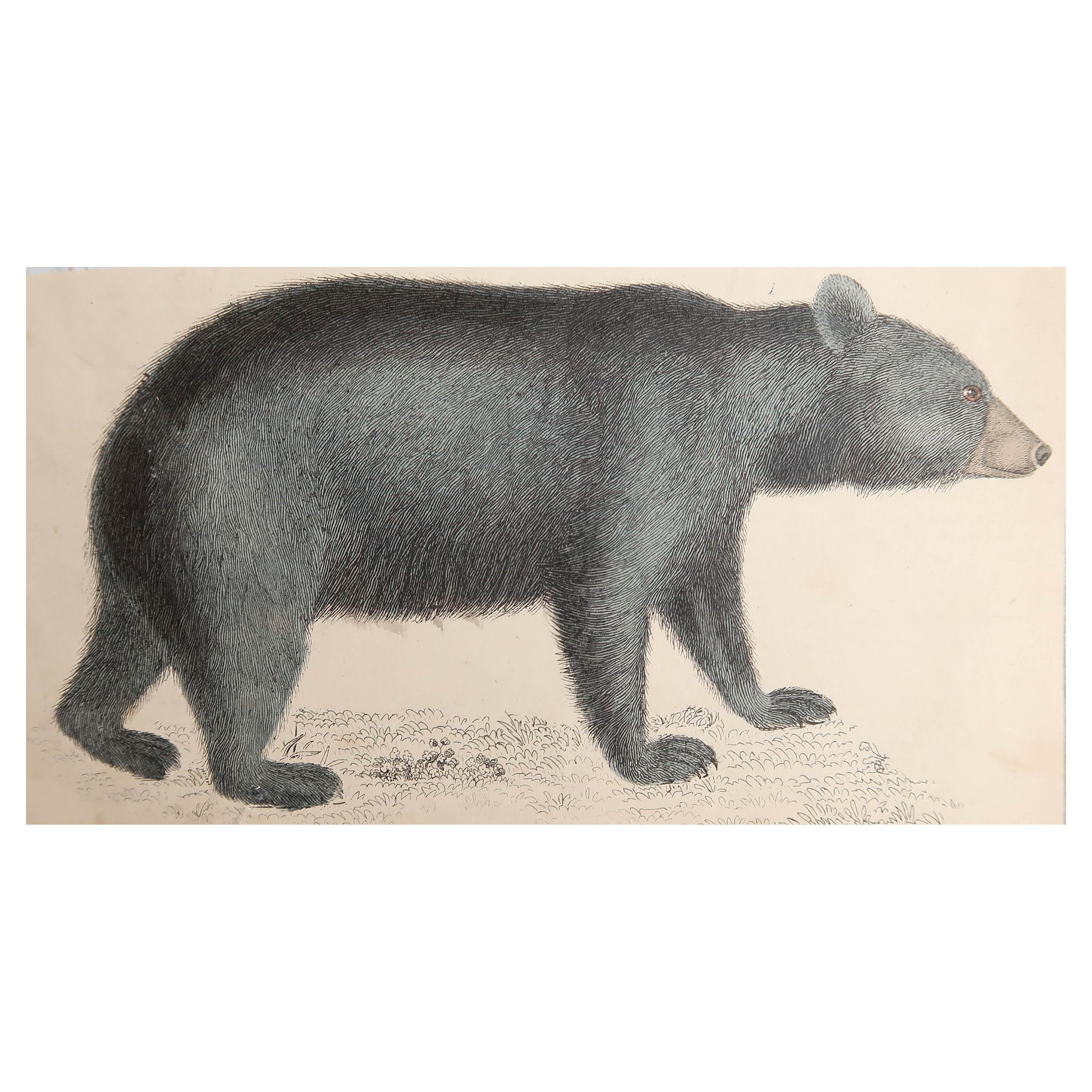 Gravure ancienne originale d'un ours noir, 1847, non encadrée en vente