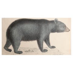 Original Antiker Originaldruck eines schwarzen Bären, 1847, ungerahmt