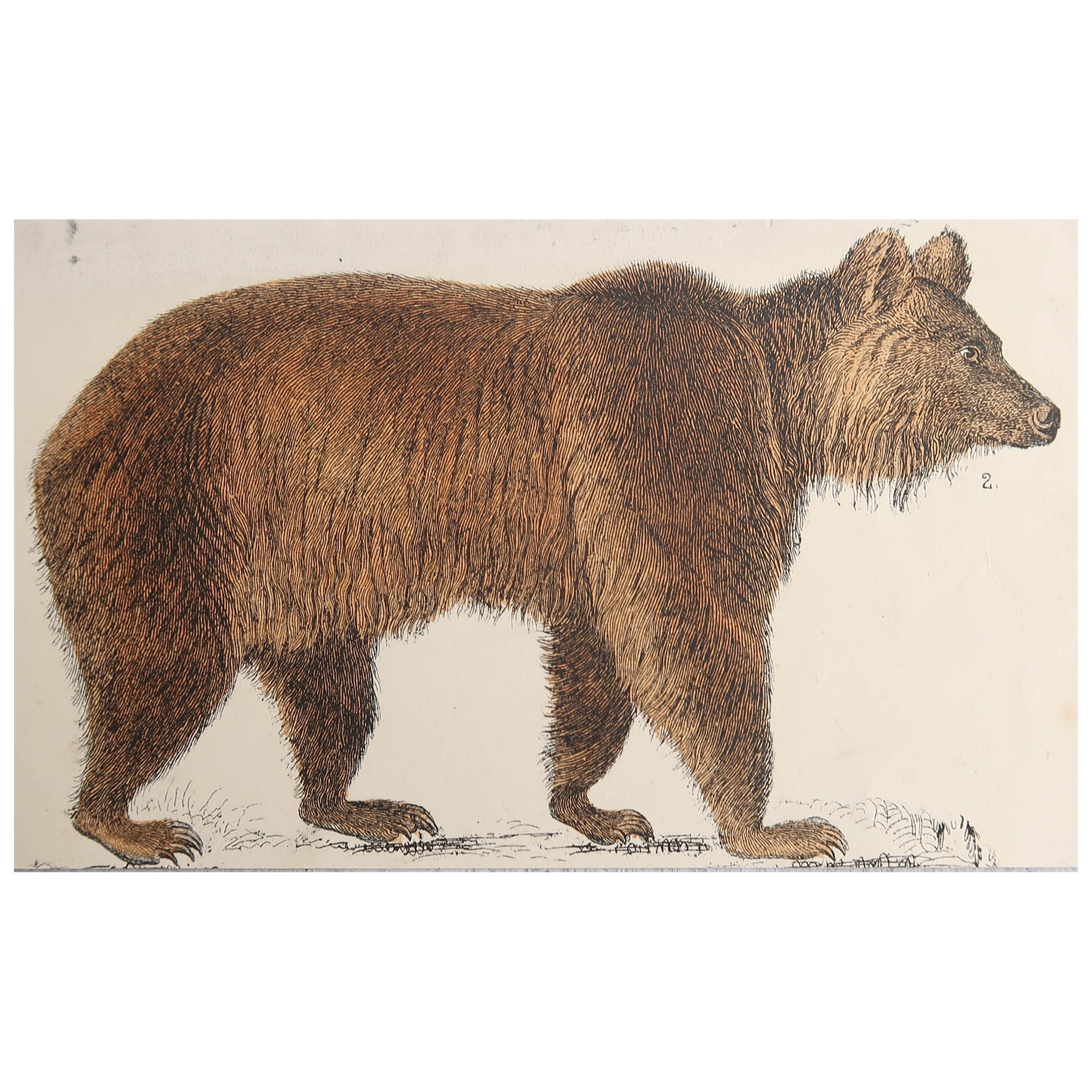 Original Antique Print of a Brown Bear, 1847 'Unframed' For Sale