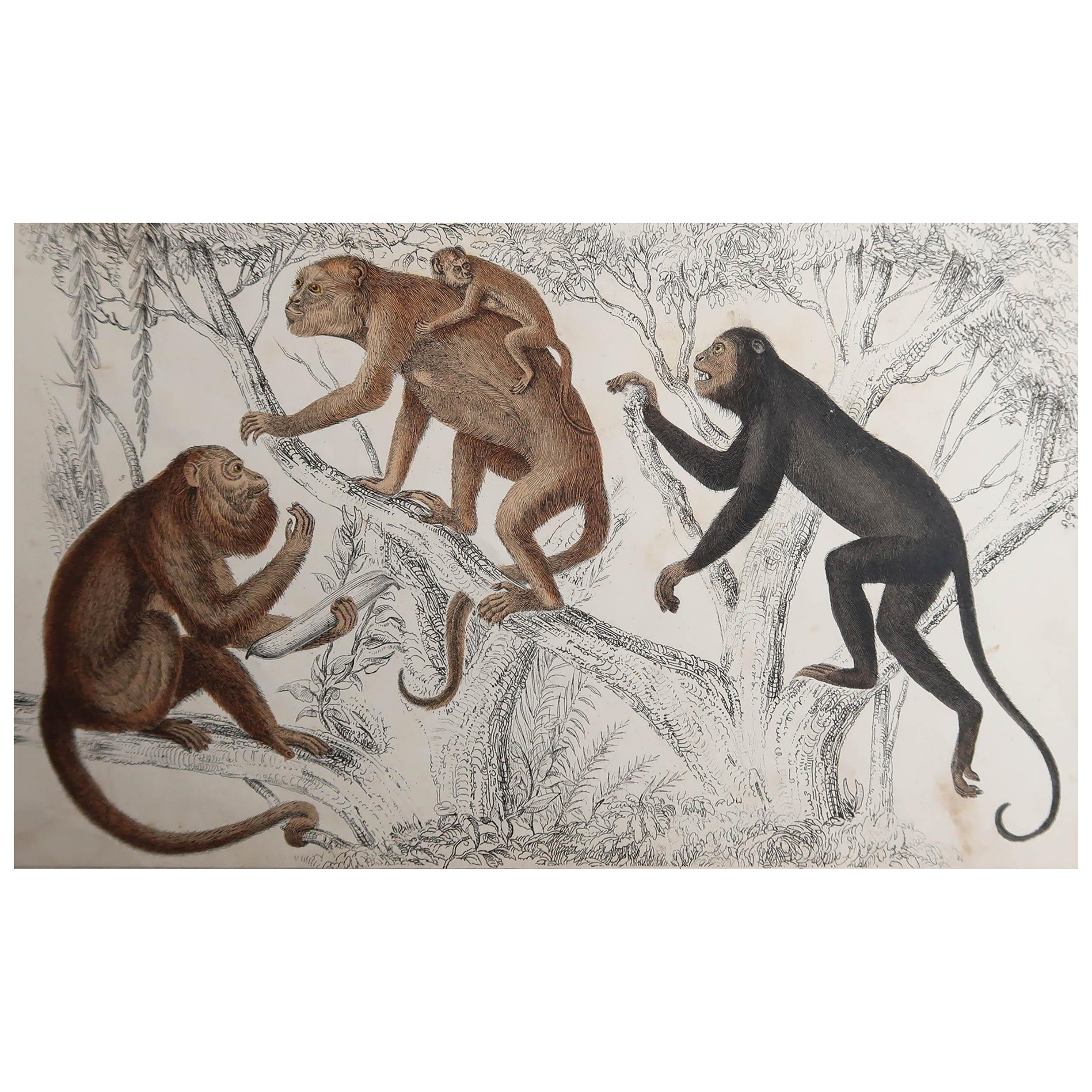 Impression originale ancienne de singes, 1847, non encadrée
