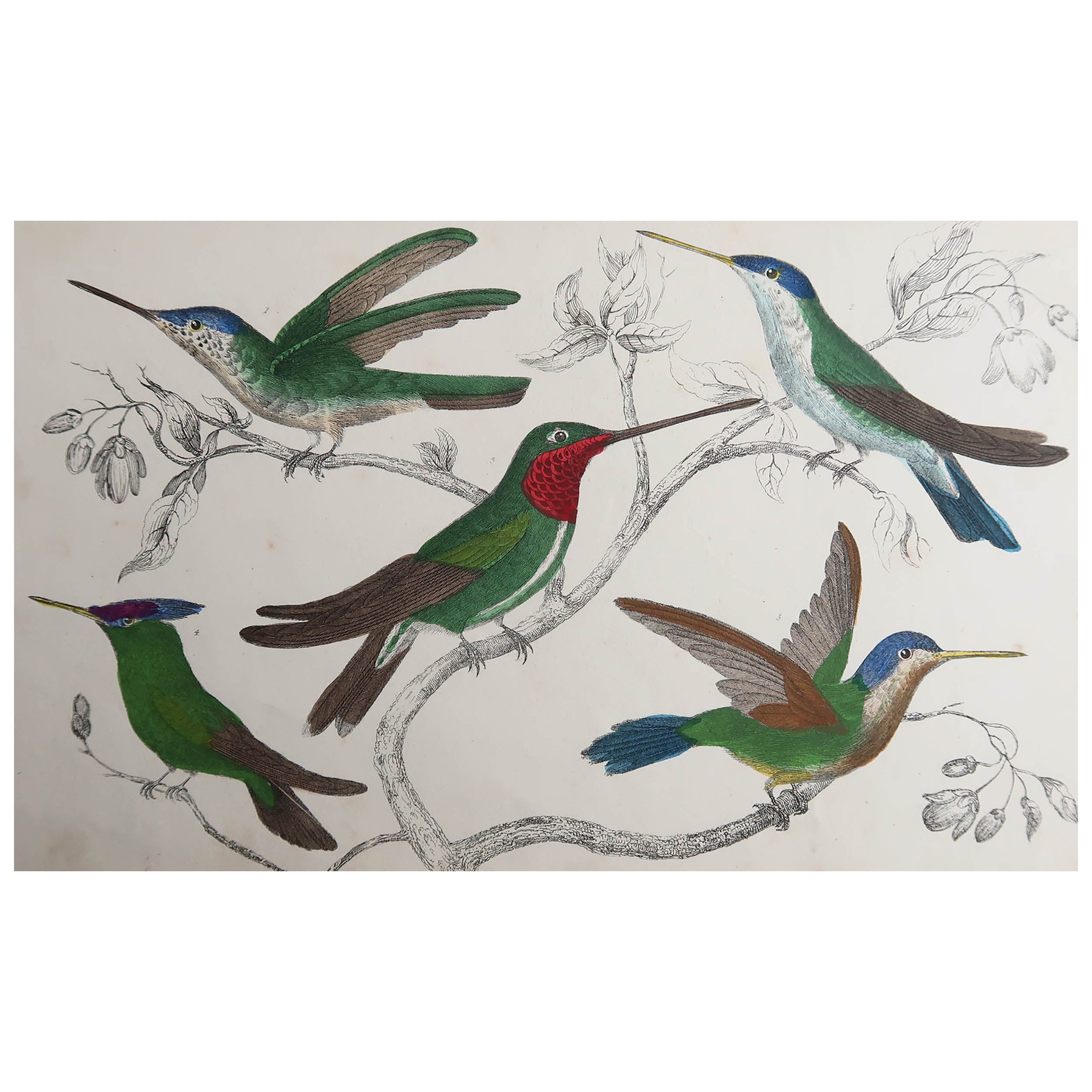 Original Antique Print of Hummingbirds, 1847, 'Unframed' For Sale