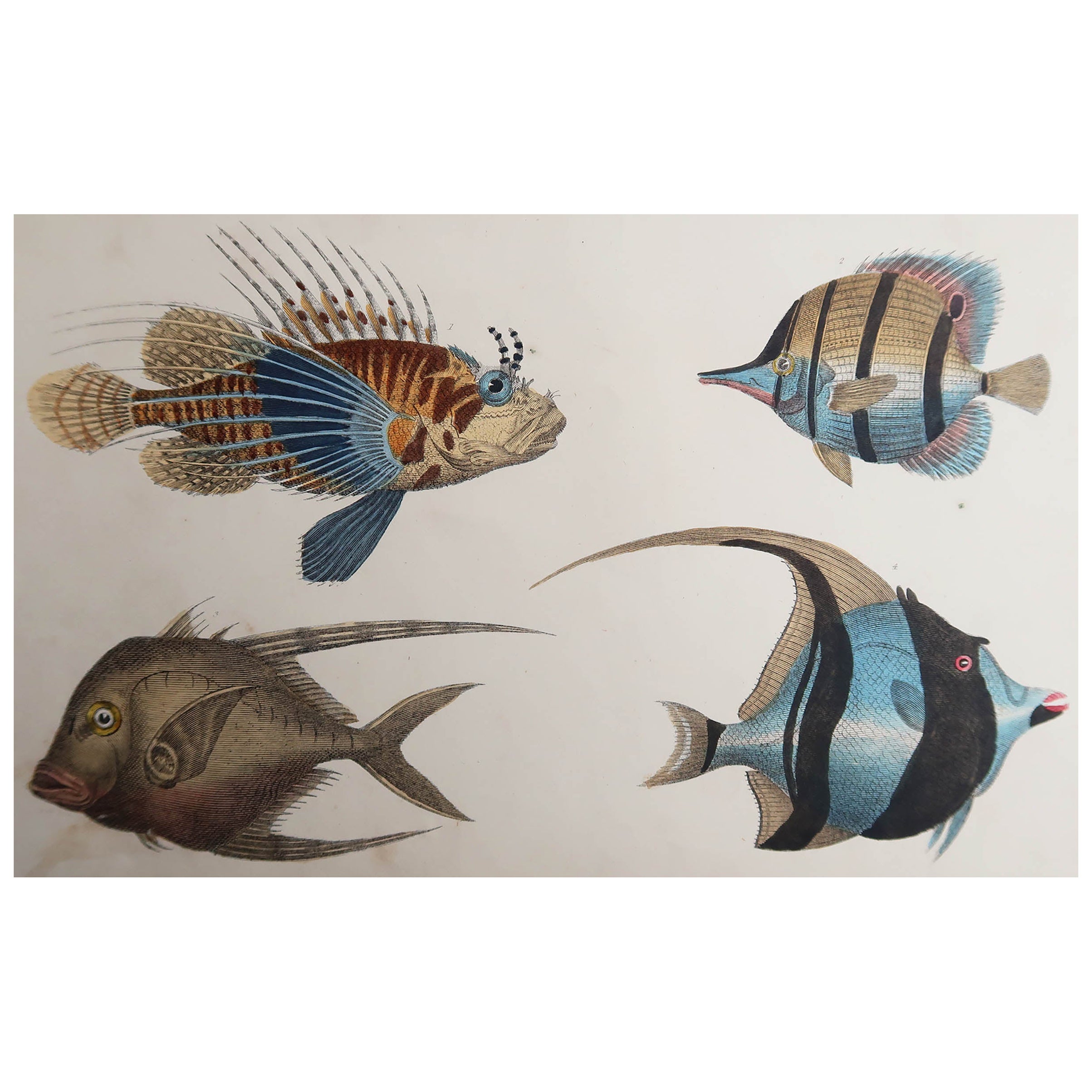 Original Antique Print of Fish, 1847 'Unframed' For Sale