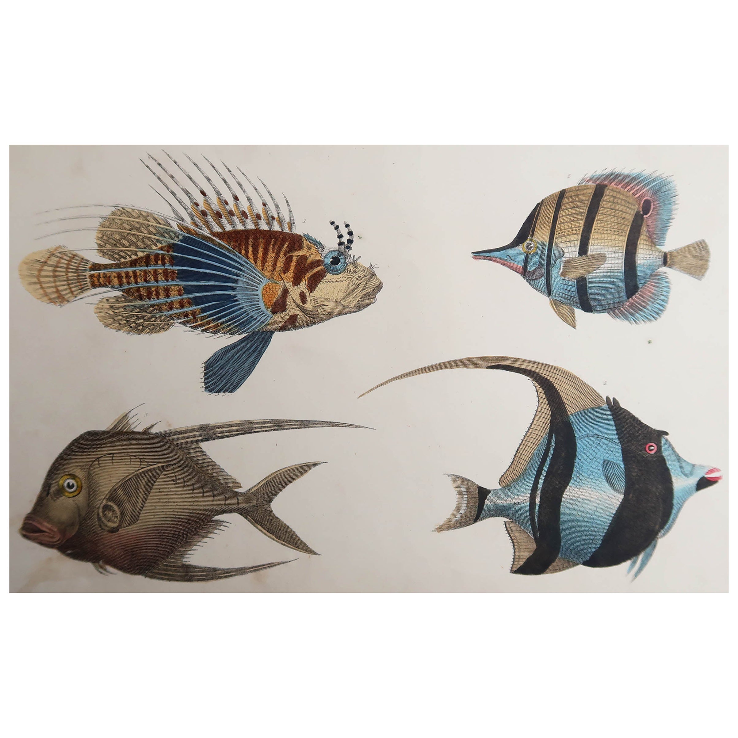 Impression ancienne originale de poissons, 1847, non encadrée en vente