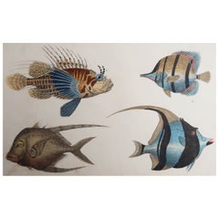 Impression ancienne originale de poissons, 1847, non encadrée