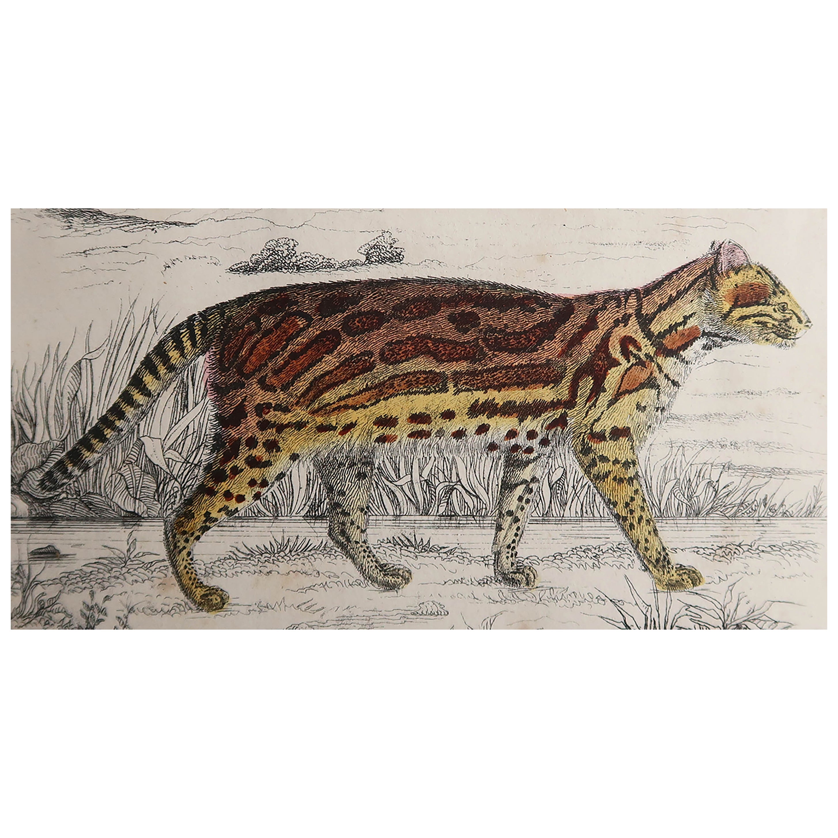 Original Antique Print of a Tiger, 1847 'Unframed' For Sale