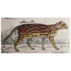 Original Antiker Druck eines Tigers, 1847, ungerahmt