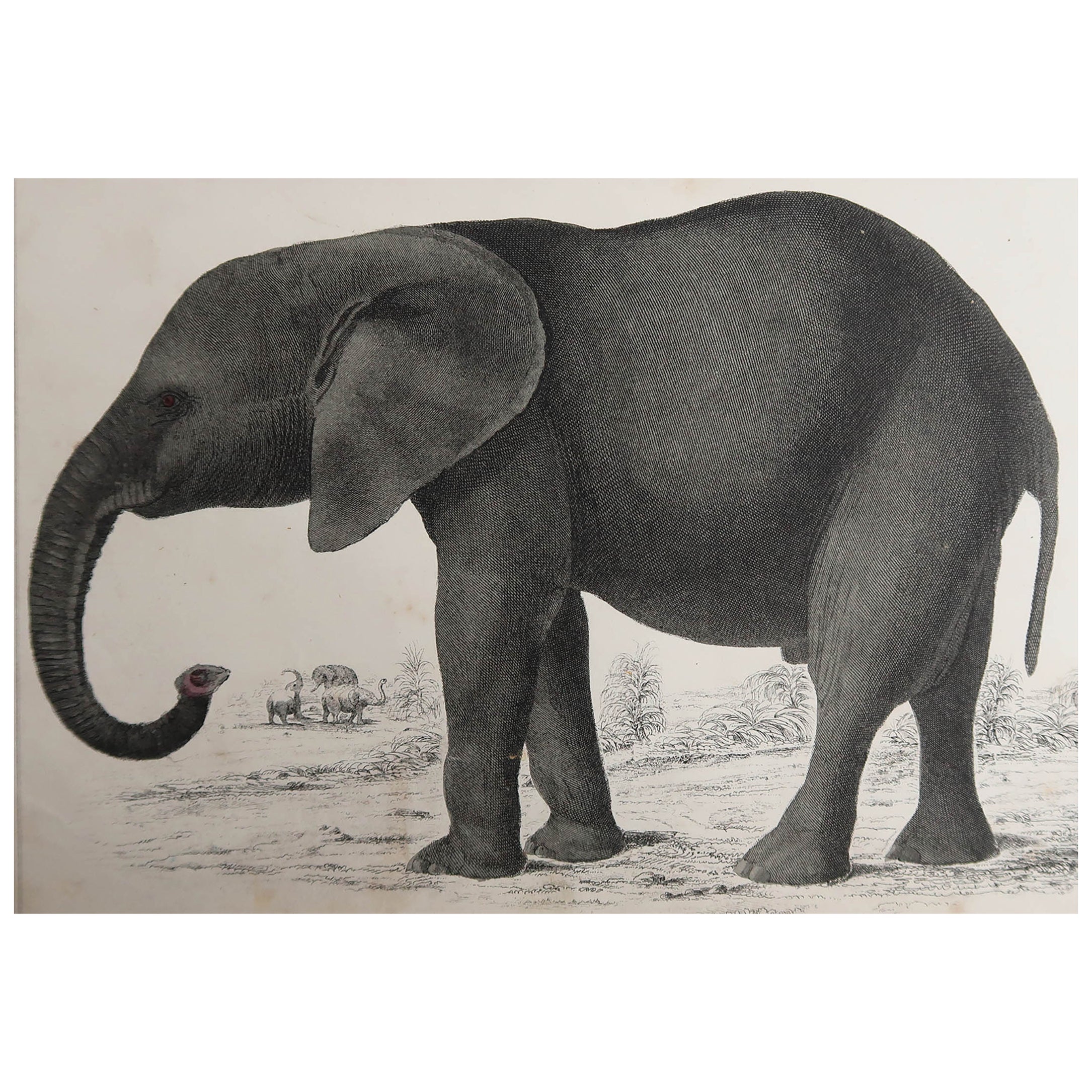 Impression ancienne originale d'un éléphant, 1847, non encadrée