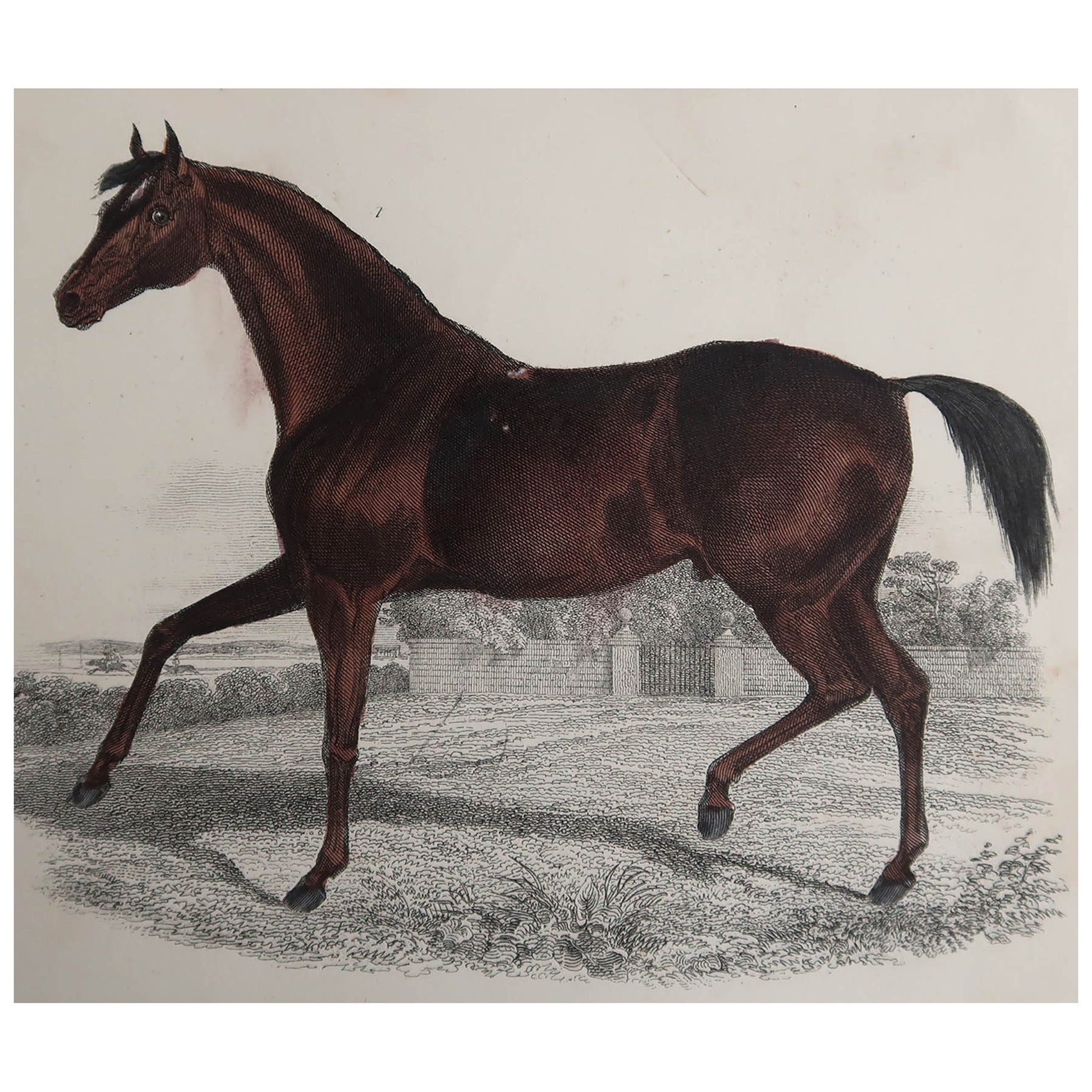 Original Antiker Druck eines Rennpferdes, 1847, ungerahmt im Angebot