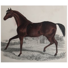 Original Antiker Druck eines Rennpferdes, 1847, ungerahmt