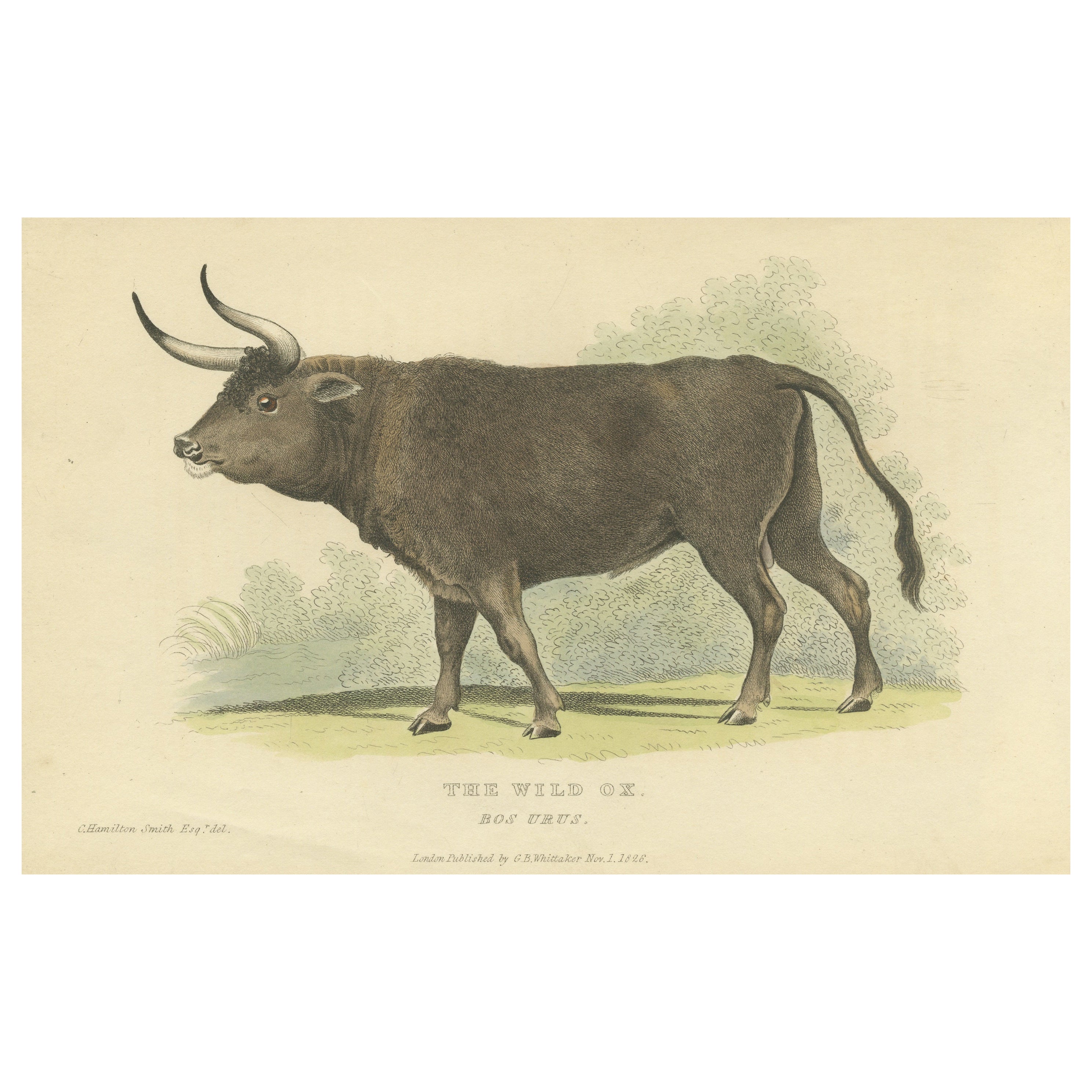 Antique Print with Hand Coloring of a Wild Ox For Sale