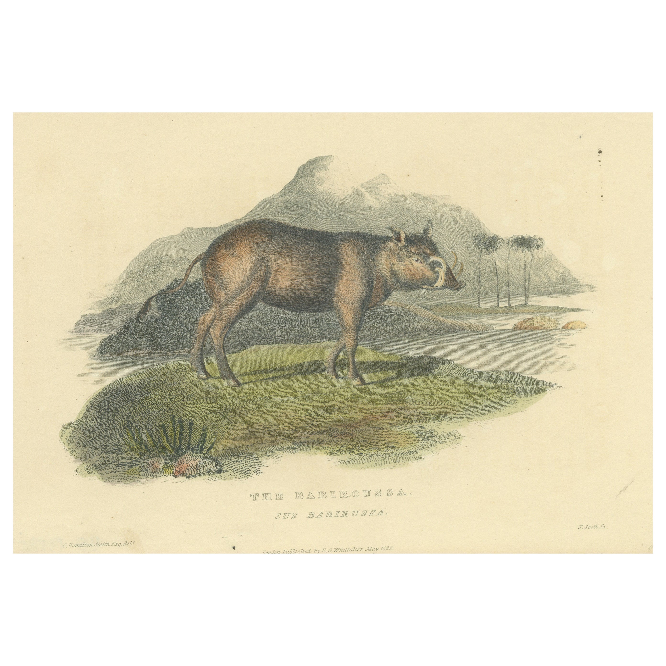 Antique Print with Hand Coloring of a Babirusa For Sale