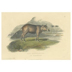 Antique Print with Hand Coloring of a Babirusa