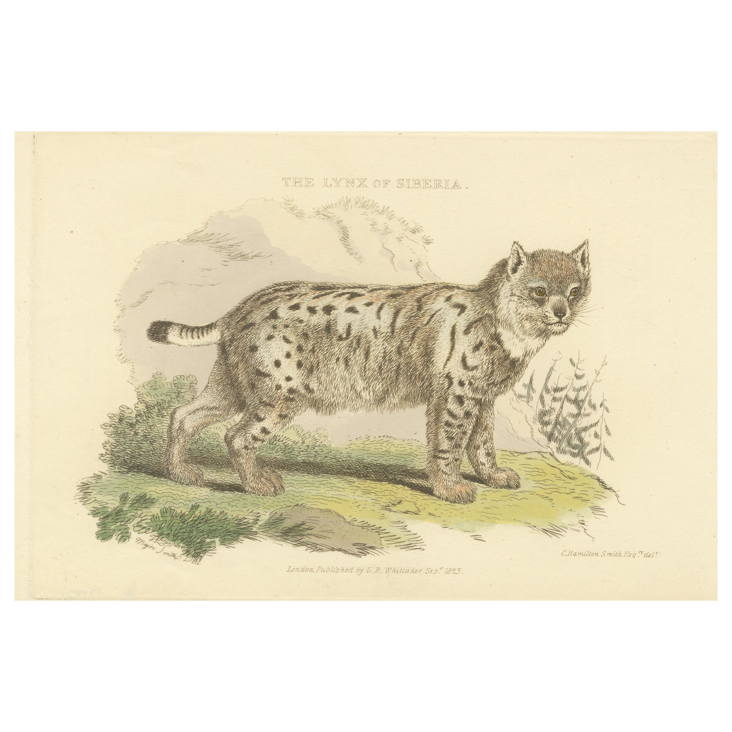 Antique Print with Hand Coloring of a Siberian Lynx For Sale