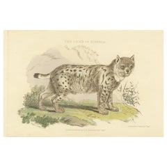Antique Print with Hand Coloring of a Siberian Lynx