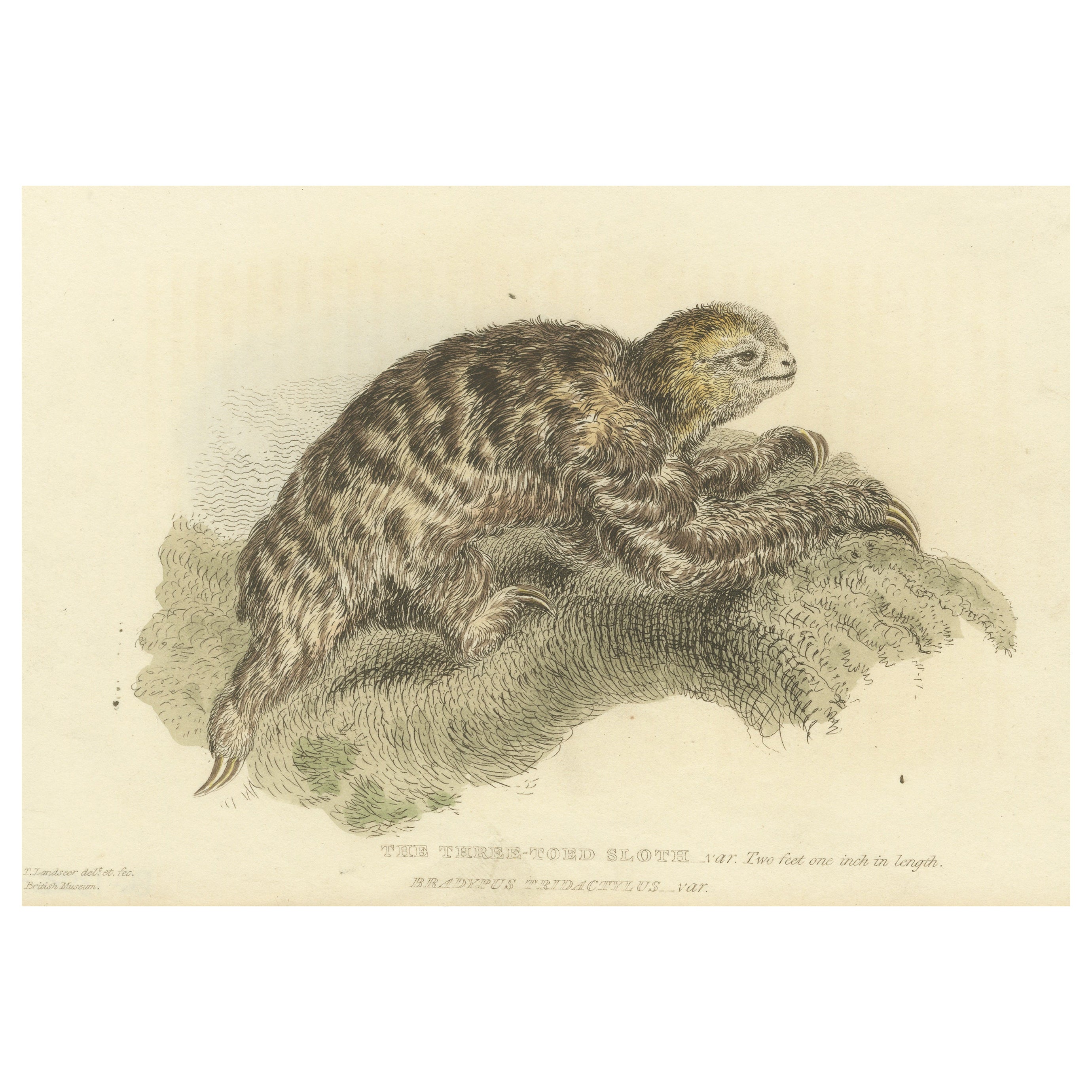 Antique Print with Hand Coloring of a Three-Toed Sloth