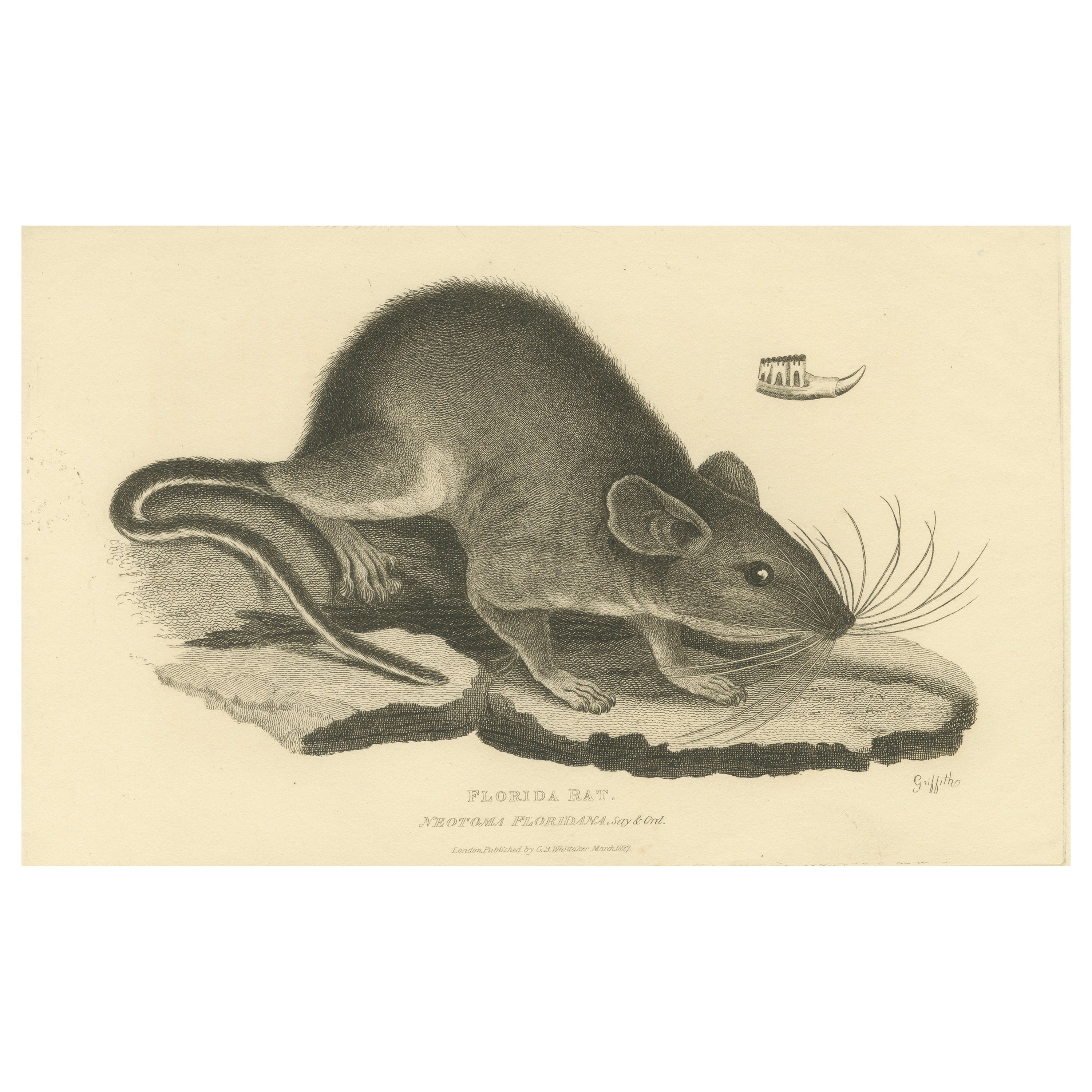 Antique Print with Hand Coloring of a Florida Rat For Sale