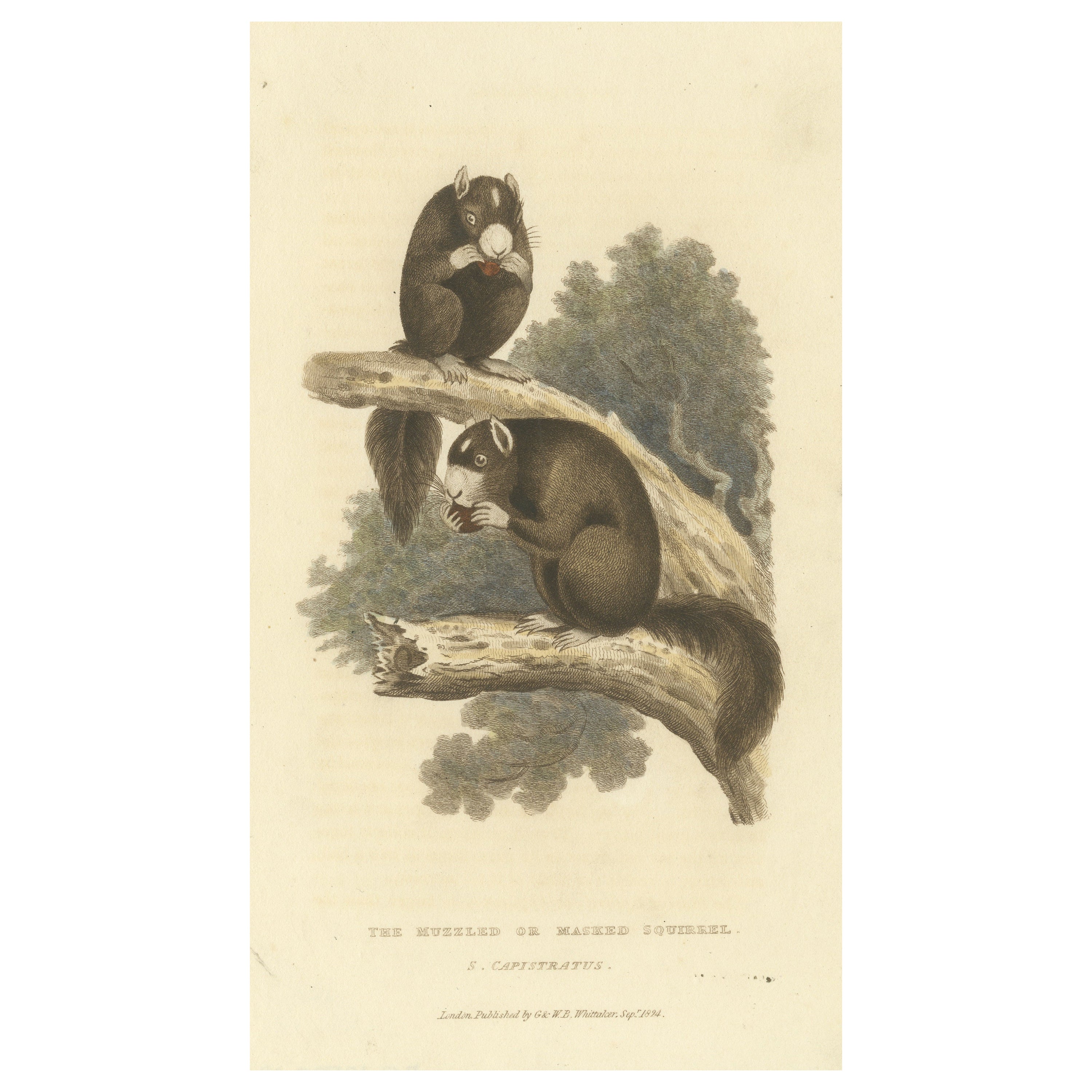 Antique Print with Hand Coloring of a Masked Squirrel For Sale