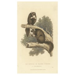 Antique Print with Hand Coloring of a Masked Squirrel