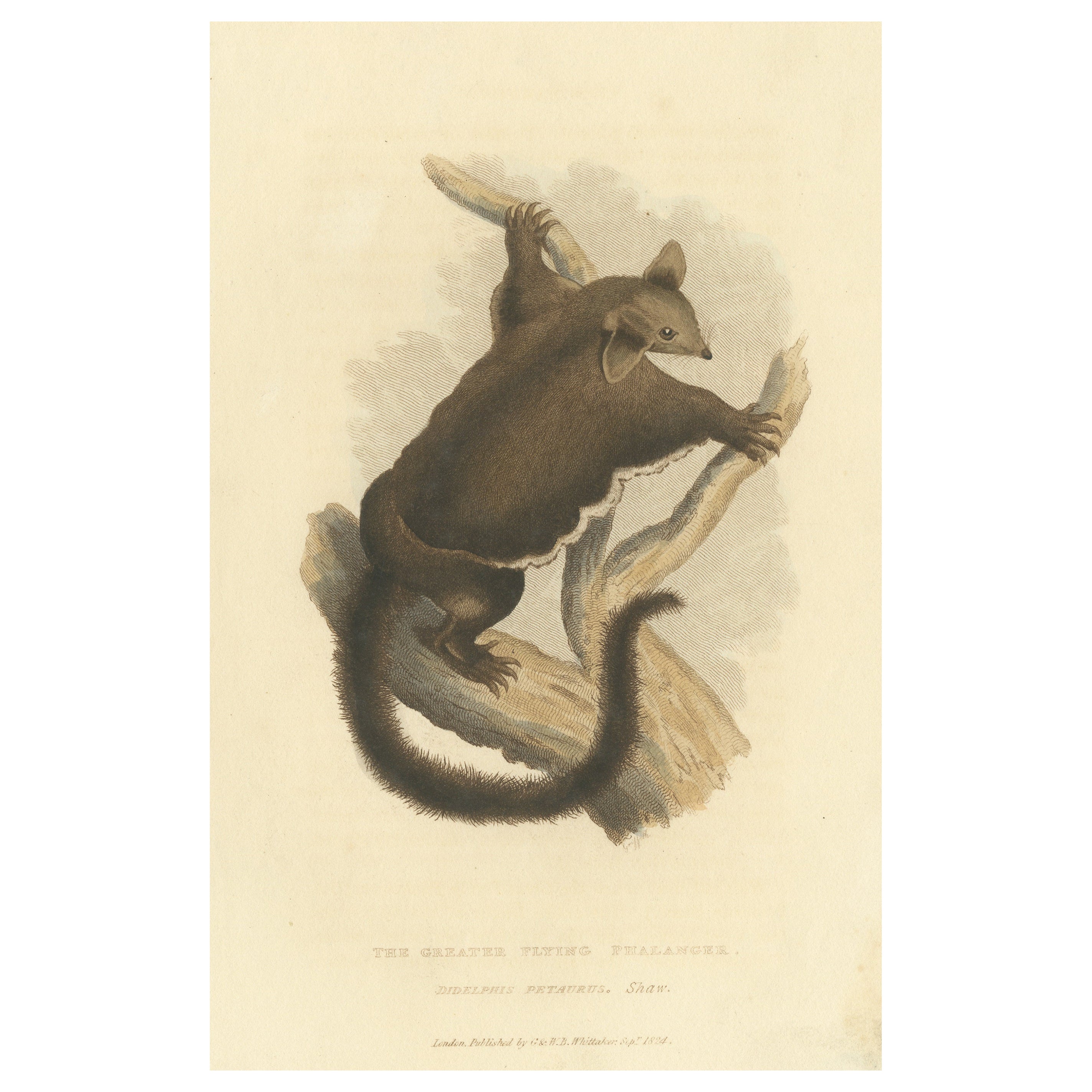 Antique Print with Hand Coloring of a Yellow-Bellied Glider For Sale