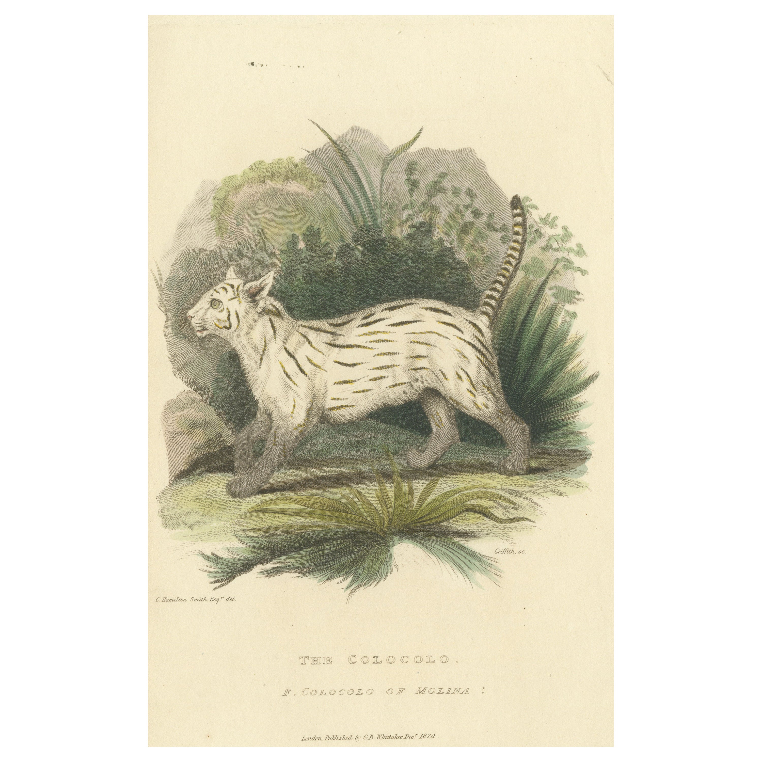 Antique Print with Hand Coloring of a Pampas Cat For Sale