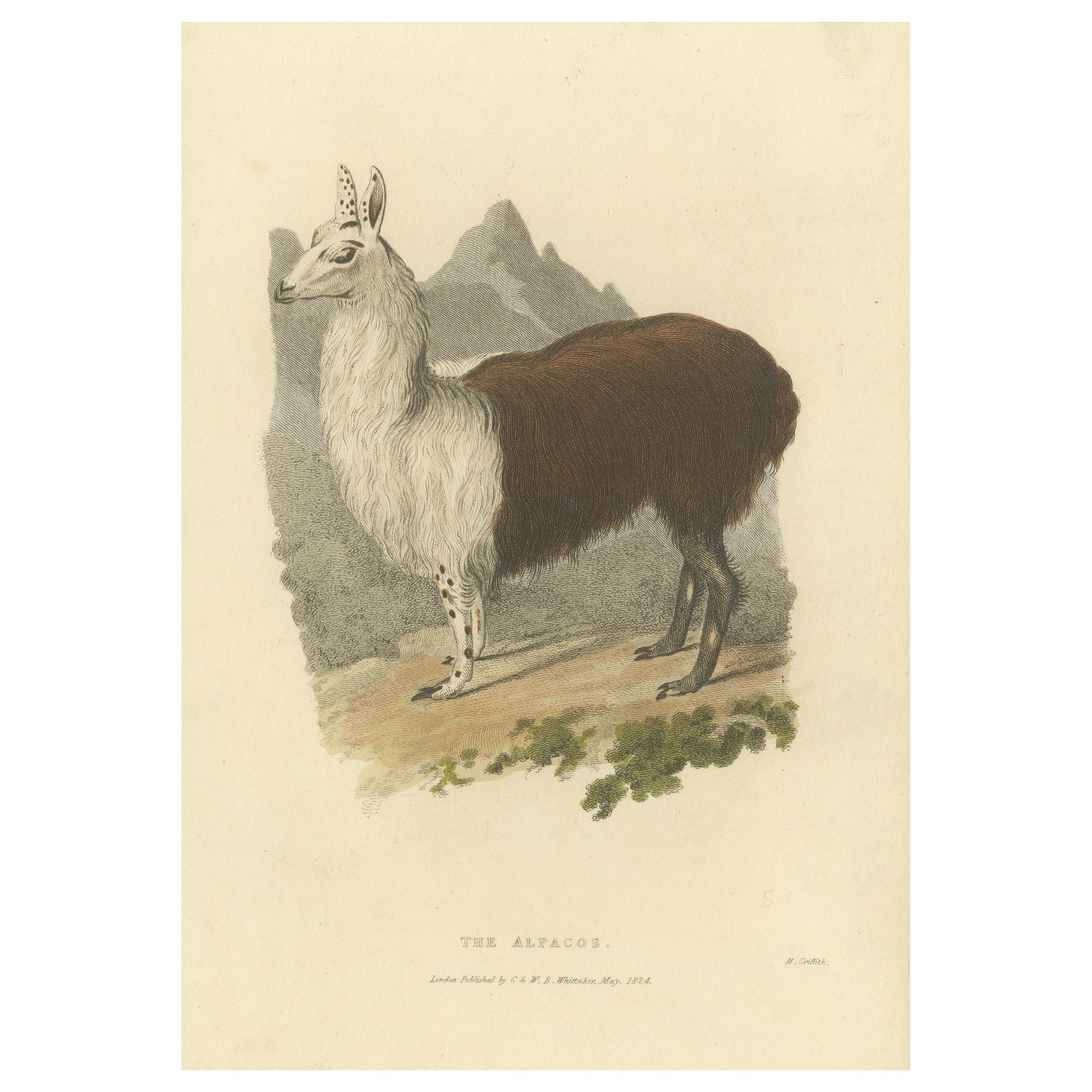 Antique Print with Hand Coloring of an Alpaca