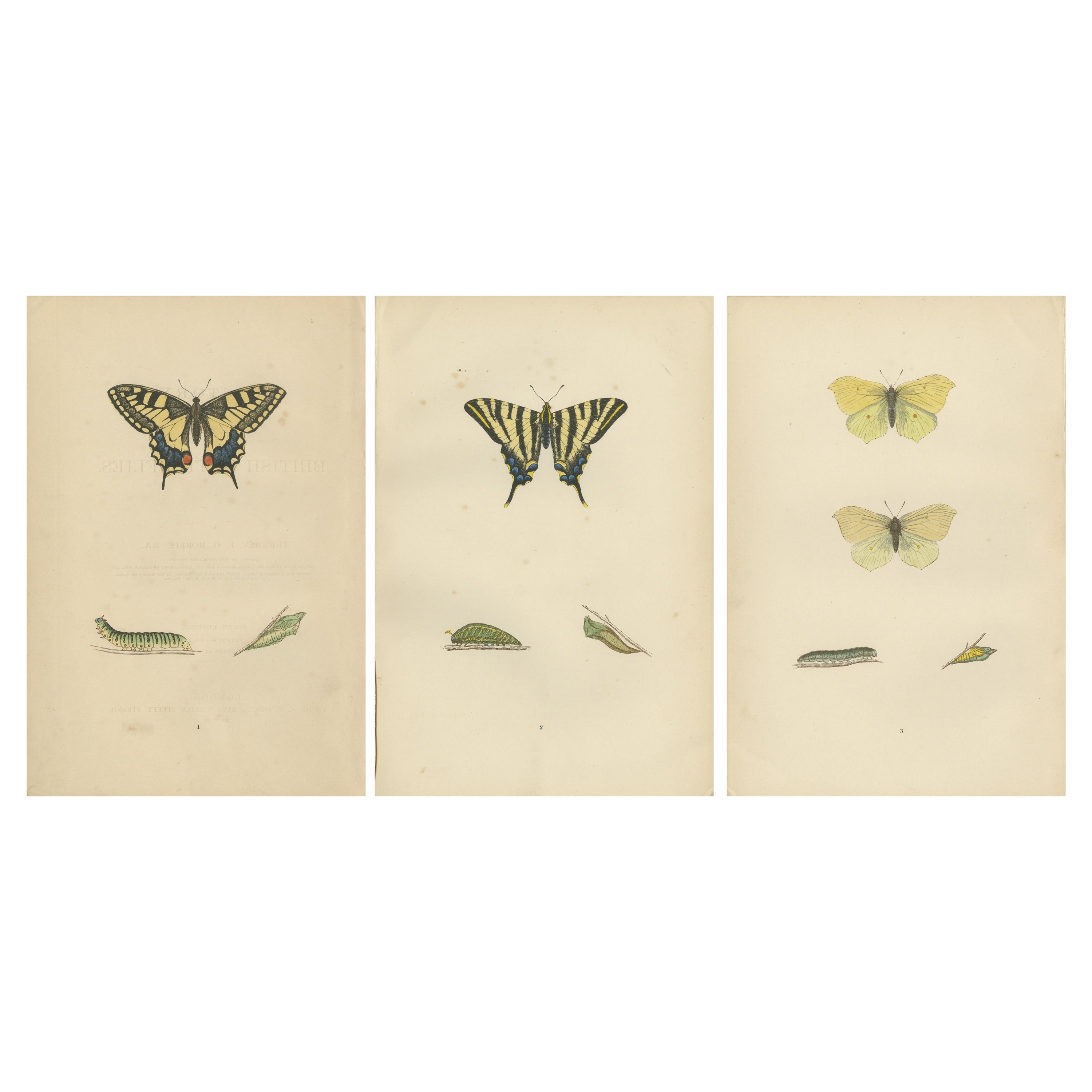 Evolutions of Elegance: A Victorian Trio of British Butterflies, 1890 For Sale
